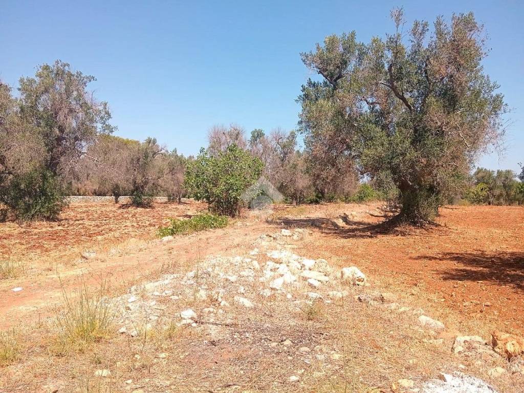 Terreno a Carovigno in Contrada Correo - Foto 3