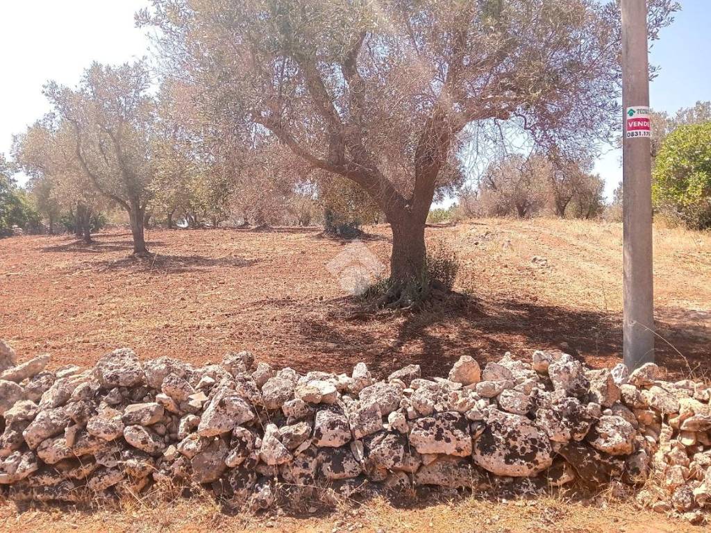 Terreno a Carovigno in Contrada Correo - Foto 4