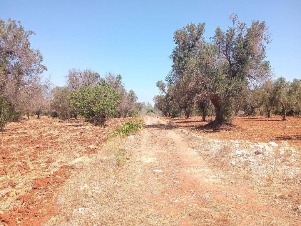 Terreno a Carovigno in Contrada Correo - Foto 5