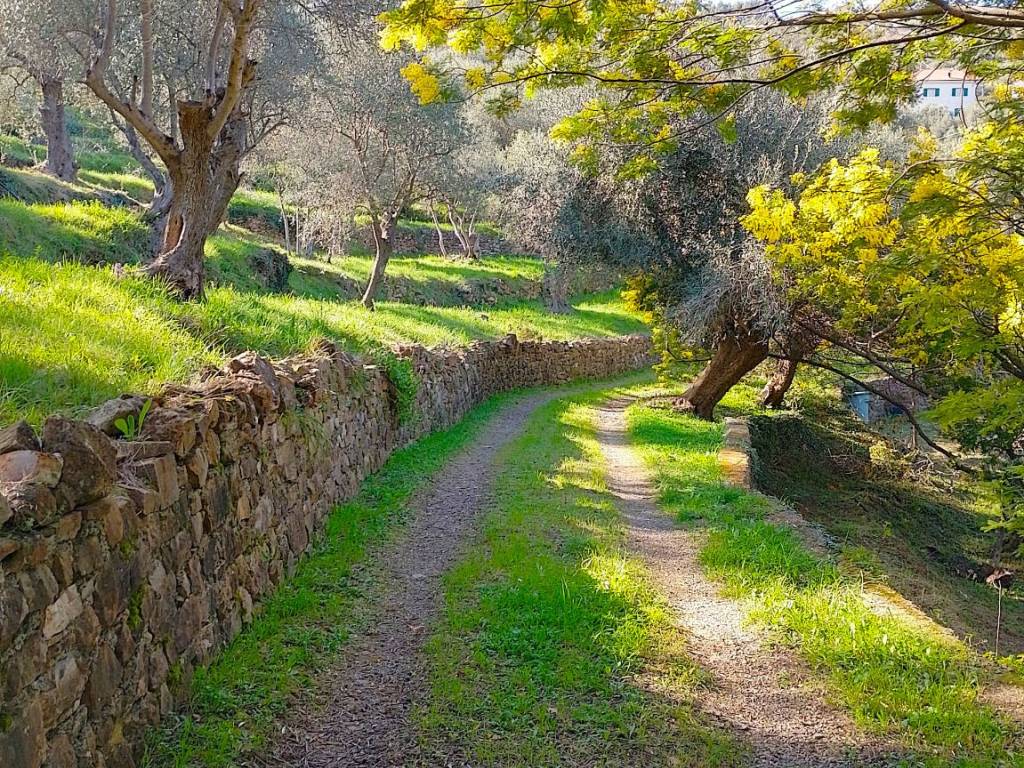 Rustico / casale a Vallebona in Strada Sasciu - Foto 4