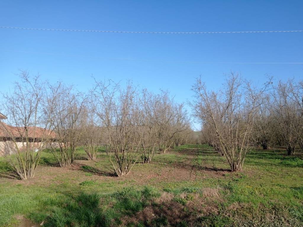 Terreno a Dogliani in Borgata Pianezzo, 6 - Foto 2