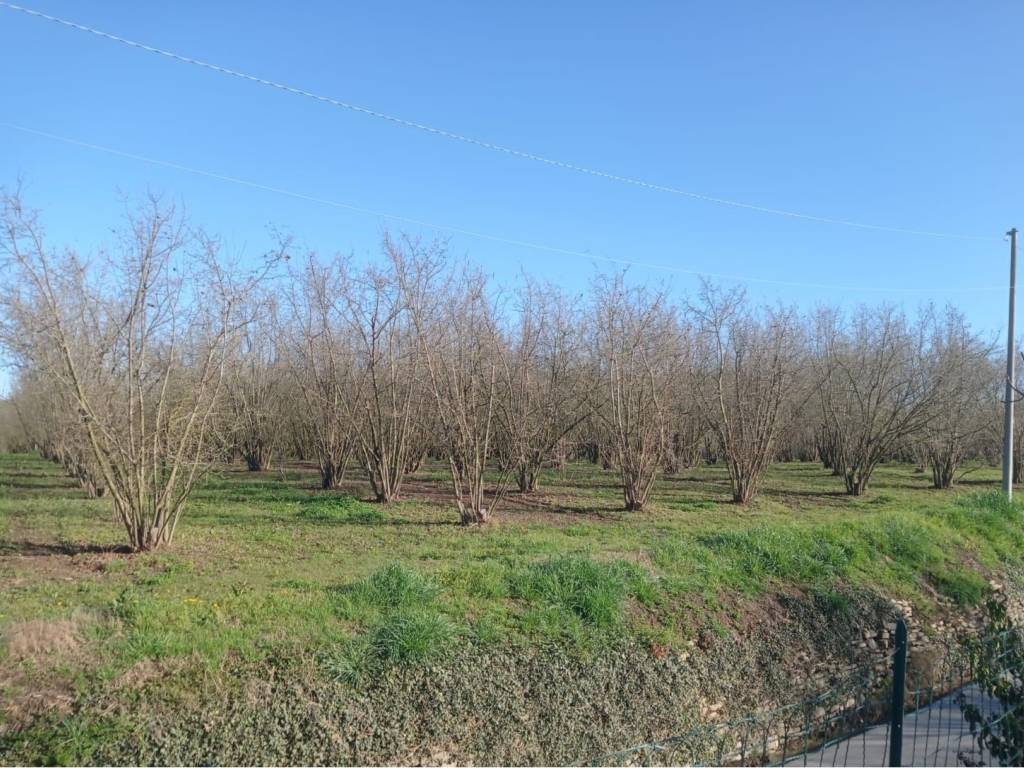 Terreno a Dogliani in Borgata Pianezzo, 6 - Foto 3