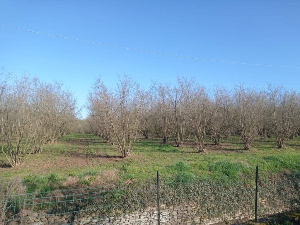 Terreno a Dogliani in Borgata Pianezzo, 6 - Foto 4