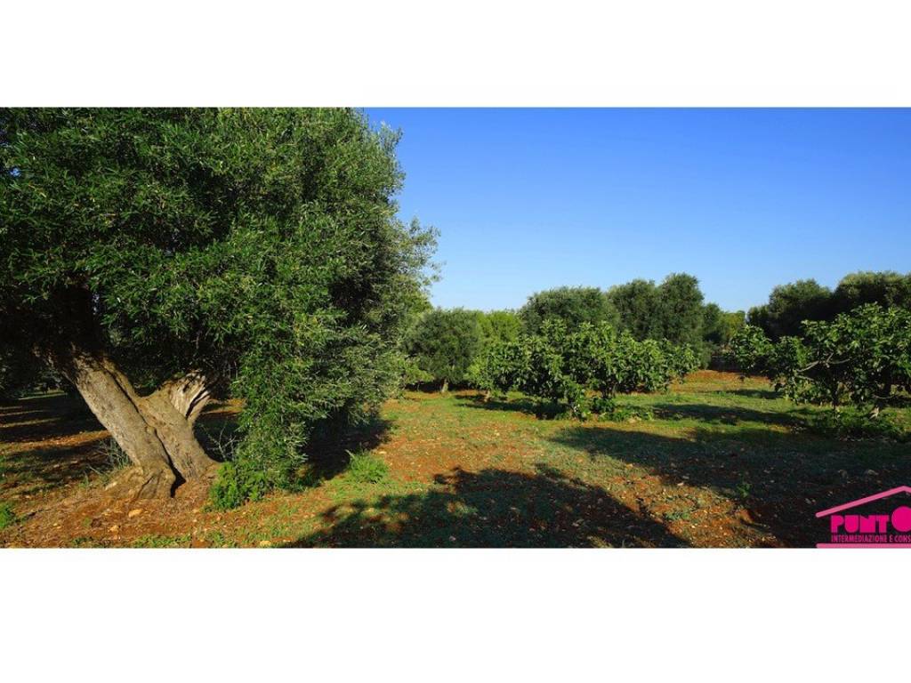 Rustico / casale a Ostuni in Cisternino - Foto 4