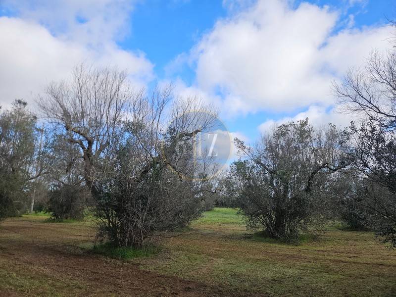 Terreno a Carpignano salentino in Strada Vicinale Limbi - Foto 3