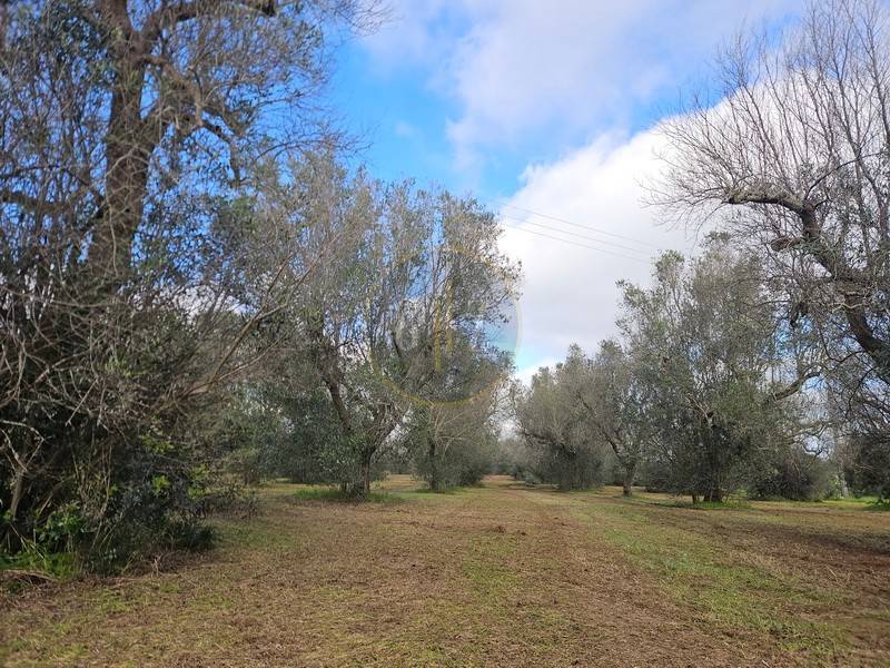Terreno a Carpignano salentino in Strada Vicinale Limbi - Foto 4