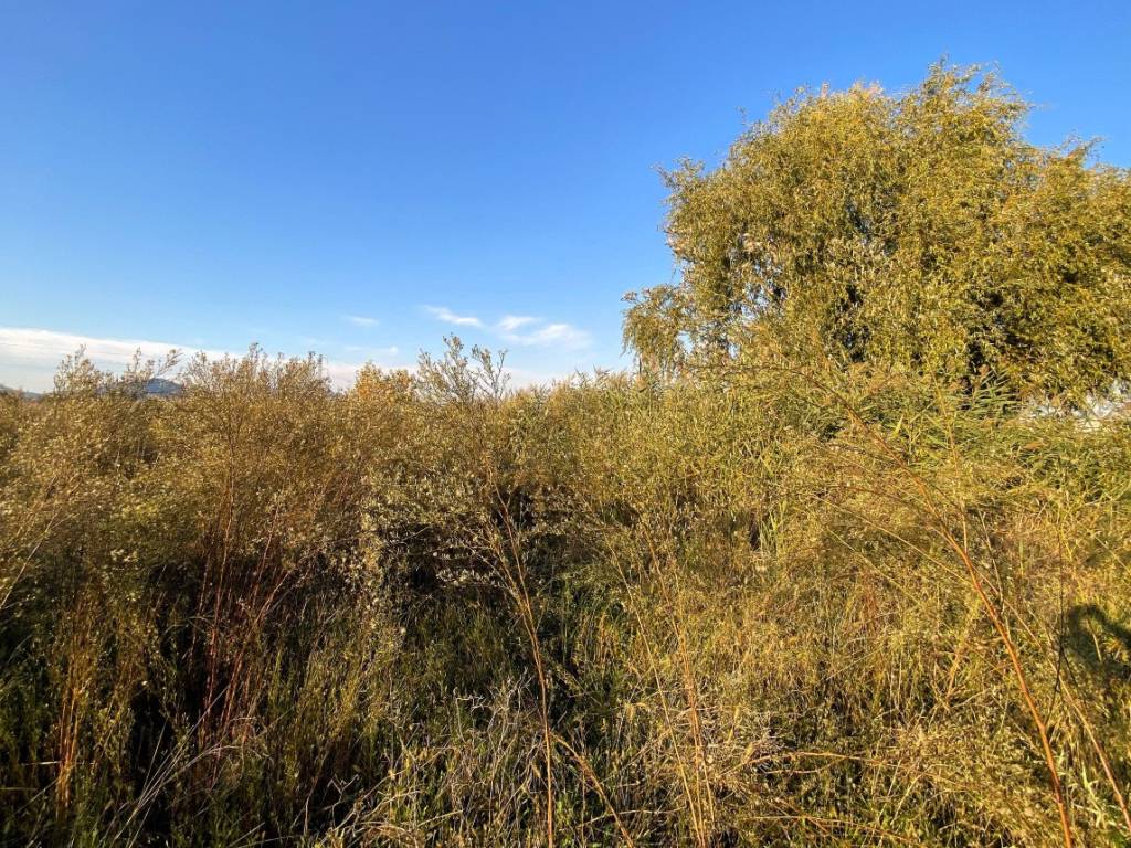 Terreno a Pernumia in Via Palù Inferiore - Foto 4
