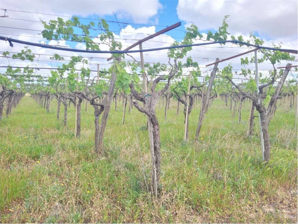 Terreno a Cerignola in CONTRADA PIGNATELLA - Foto 2