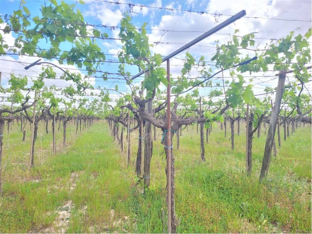 Terreno a Cerignola in CONTRADA PIGNATELLA - Foto 3