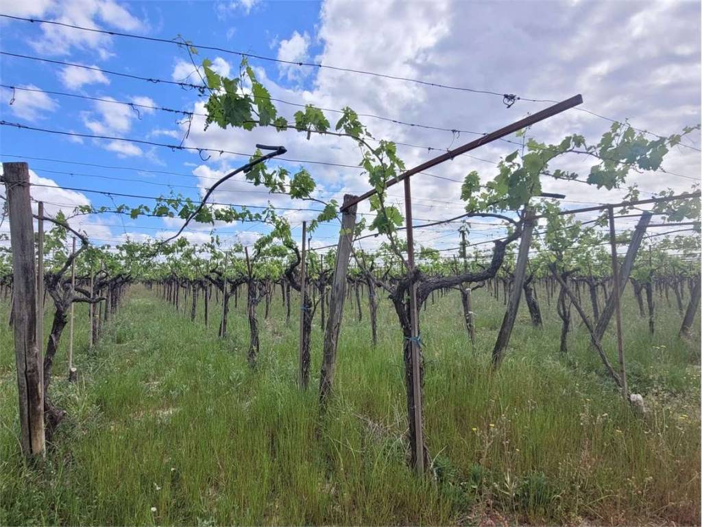 Terreno a Cerignola in CONTRADA PIGNATELLA - Foto 4