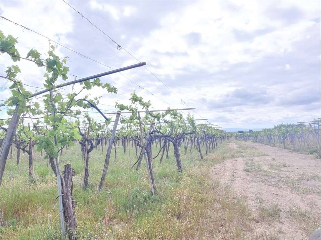 Terreno a Cerignola in CONTRADA PIGNATELLA - Foto 5