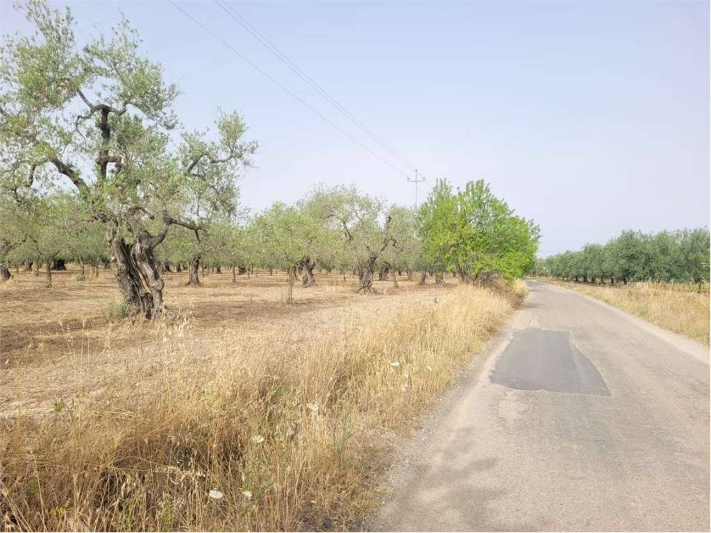 Terreno a Cerignola in VIA TORRICELLI, KM 4 - Foto 3