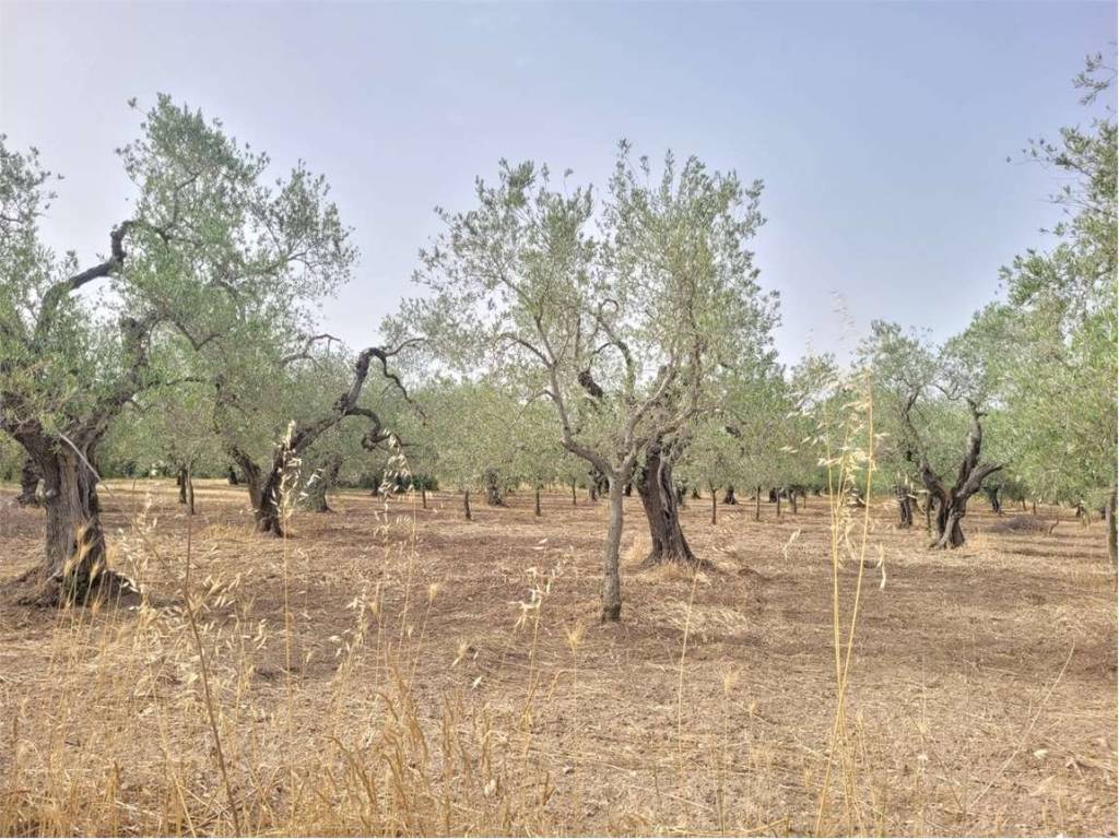 Terreno a Cerignola in VIA TORRICELLI, KM 4 - Foto 4