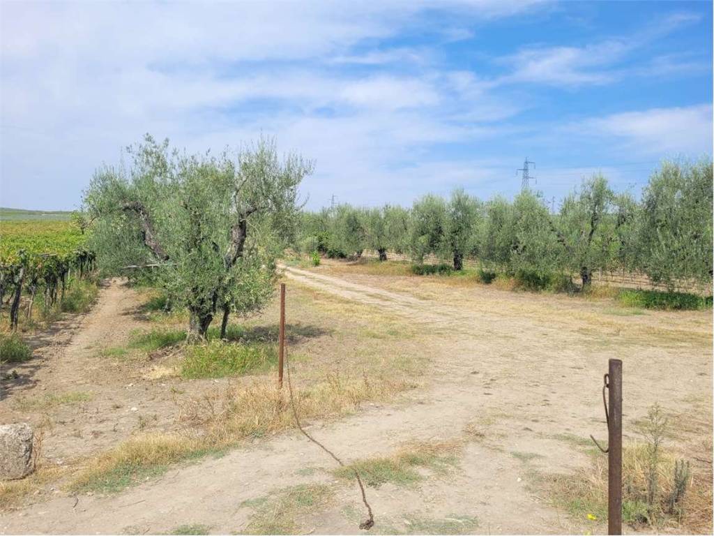 Terreno a Cerignola in SP 96 - Foto 2