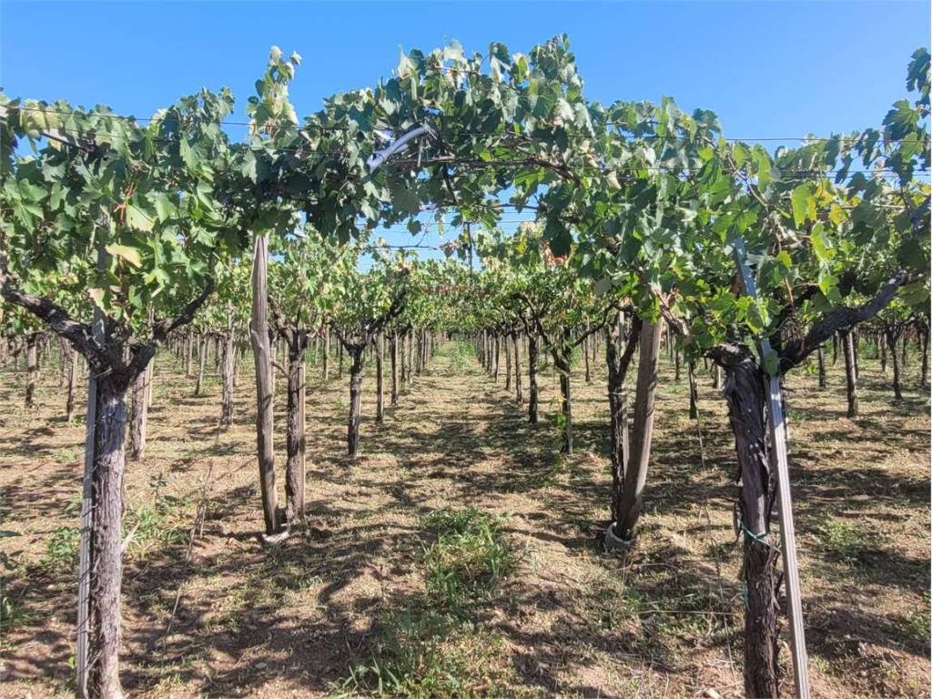 Terreno a Cerignola in STRADA PROVINCIALE 95 - Foto 2