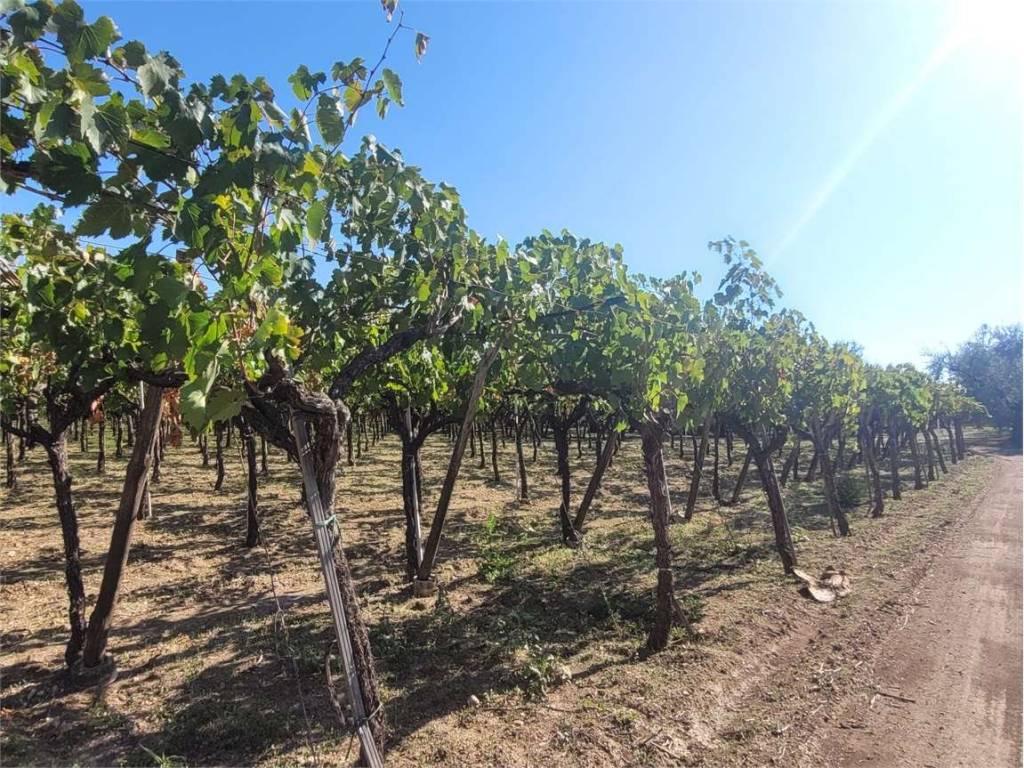 Terreno a Cerignola in STRADA PROVINCIALE 95 - Foto 3