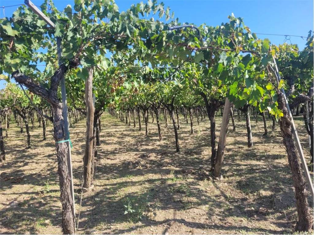 Terreno a Cerignola in STRADA PROVINCIALE 95 - Foto 4