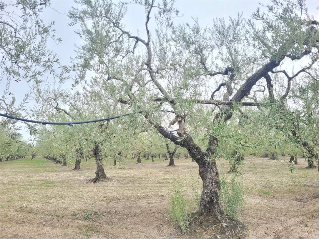 Terreno a Cerignola in VIA PANTANELLA, KM 3 - Foto 2