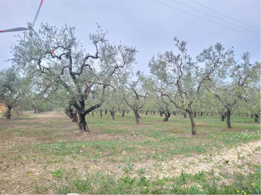 Terreno a Cerignola in VIA PANTANELLA, KM 3 - Foto 4
