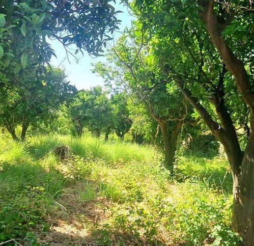 Terreno a Giarre in Via Sacerdote Salvatore Penturo 75 - Foto 3