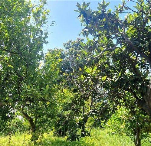 Terreno a Giarre in Via Sacerdote Salvatore Penturo 75 - Foto 4
