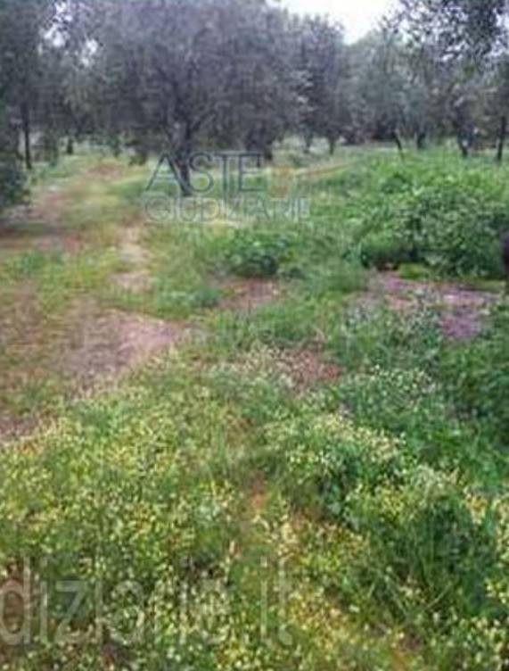 Villa a Monopoli in Contrada Macchia di Monte, 267 - Foto 4