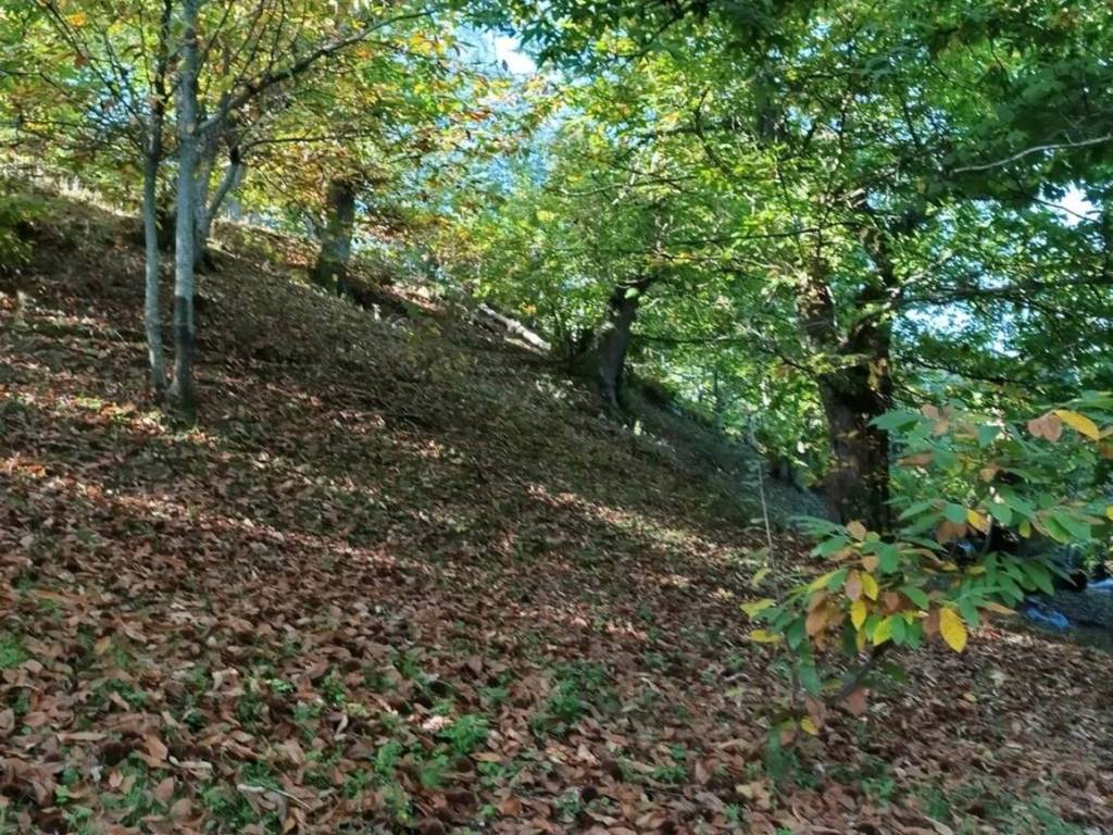Terreno a Allumiere in Via Xvi Luglio 1462 No Number - Foto 4