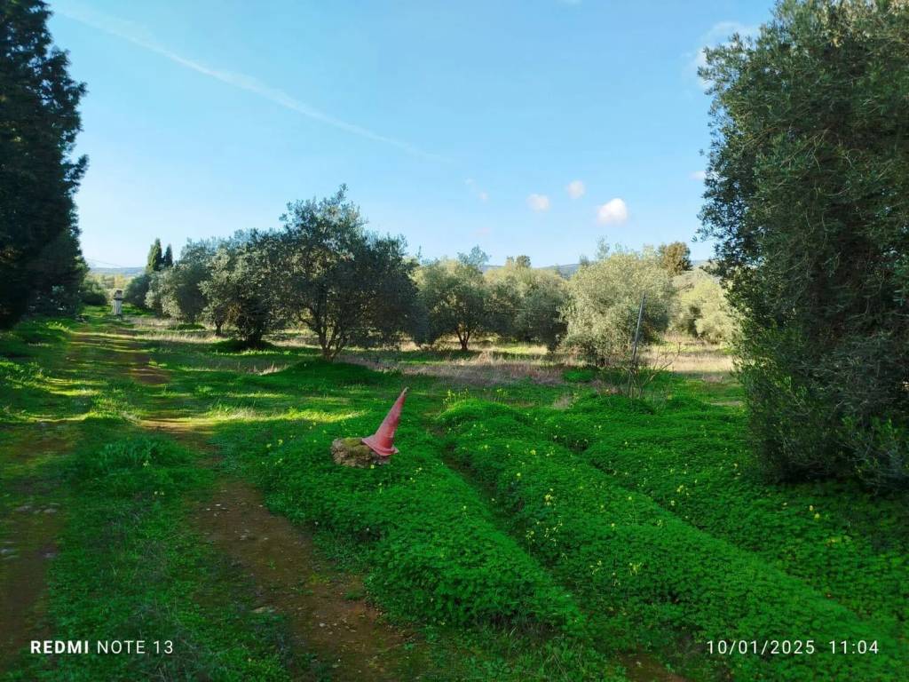 Terreno a Vallermosa - Foto 4