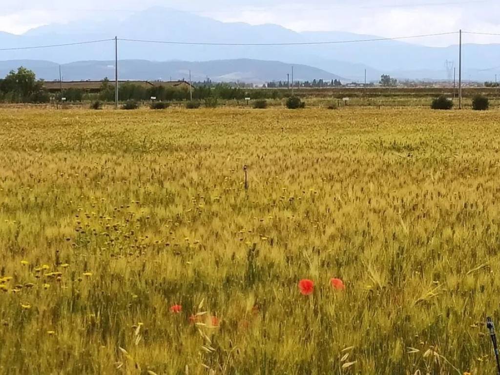 Terreno a Decimomannu in Località Zippeddu No Number - Foto 3