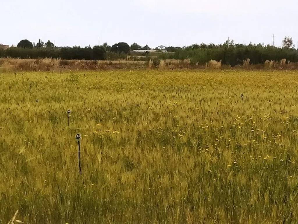 Terreno a Decimomannu in Località Zippeddu No Number - Foto 4