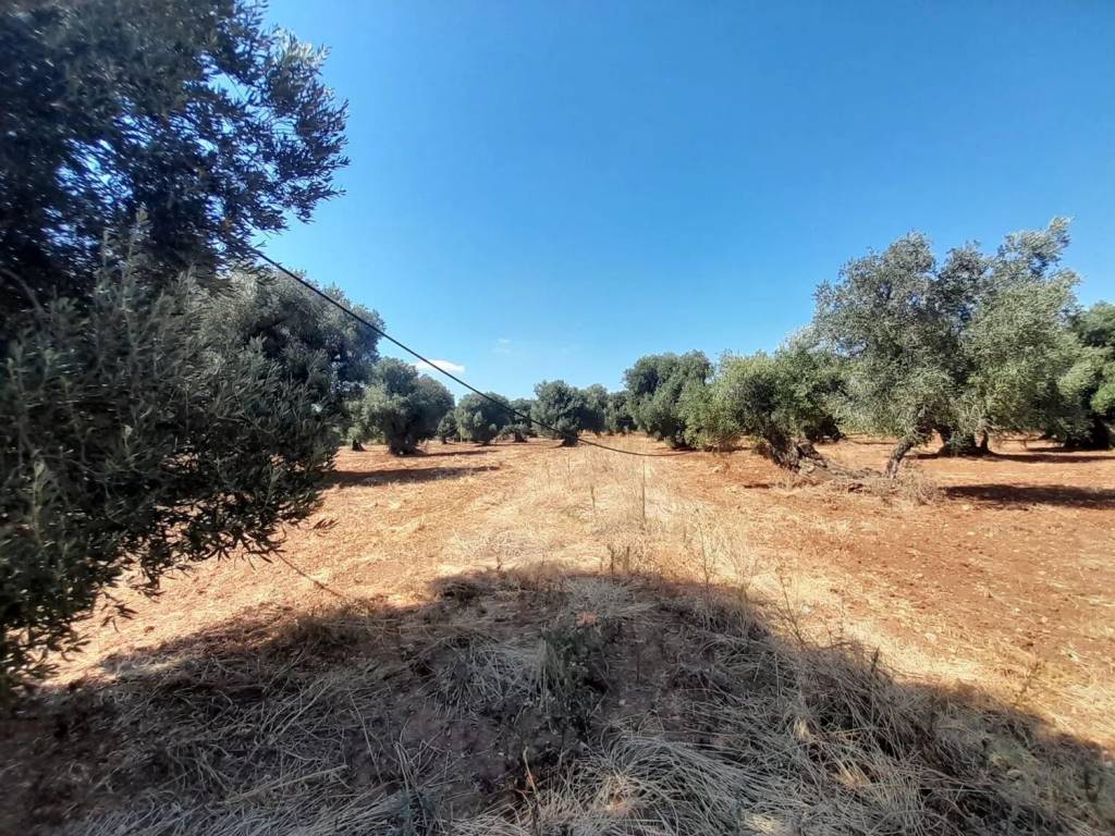 Terreno a Ostuni in Rosa Marina - Foto 2