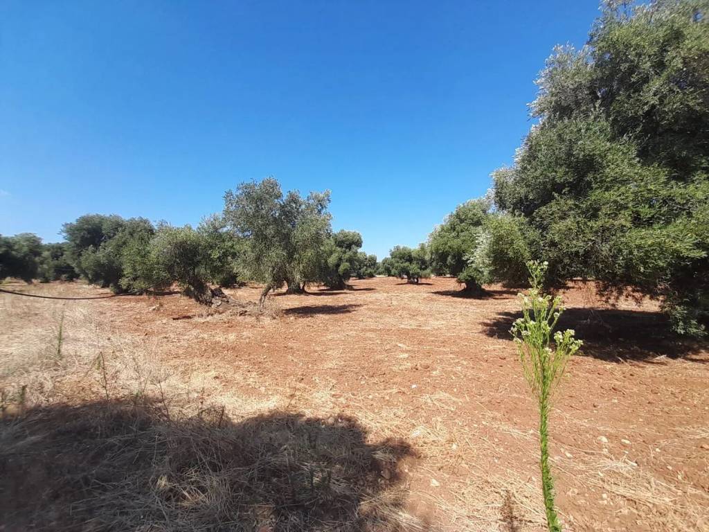 Terreno a Ostuni in Rosa Marina - Foto 3