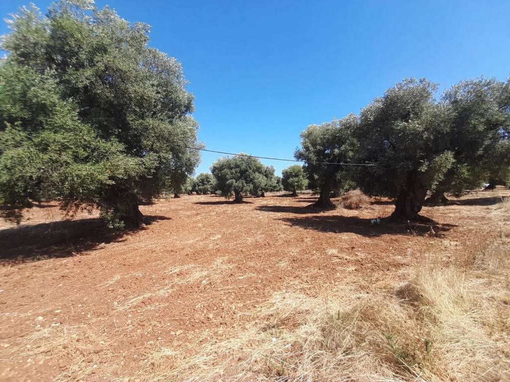 Terreno a Ostuni in Rosa Marina - Foto 4