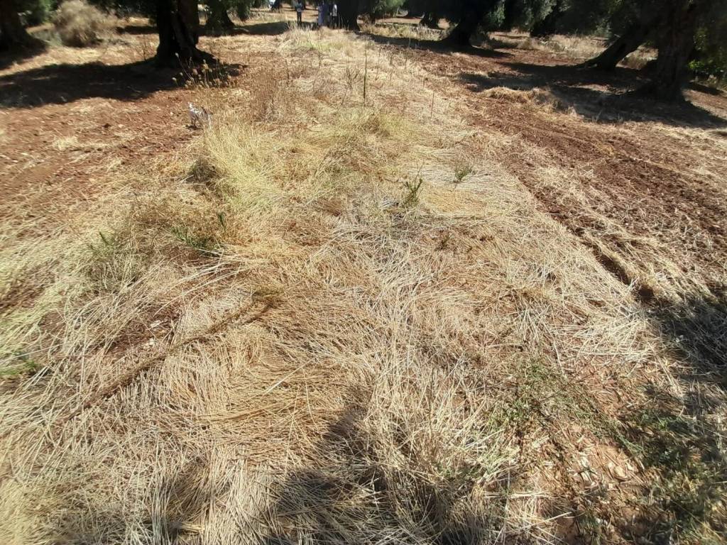 Terreno a Ostuni in Rosa Marina - Foto 5