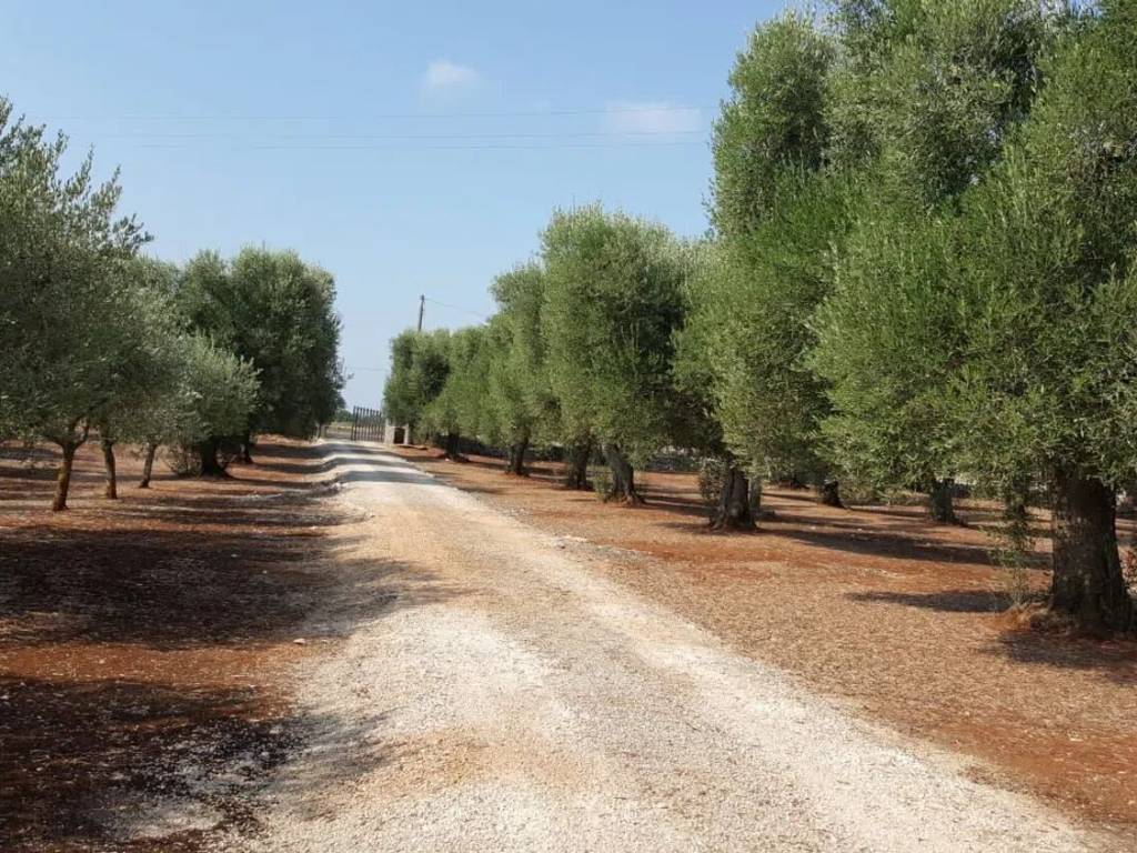 Villa a Ostuni in Contrada Giovannarolla - Foto 5