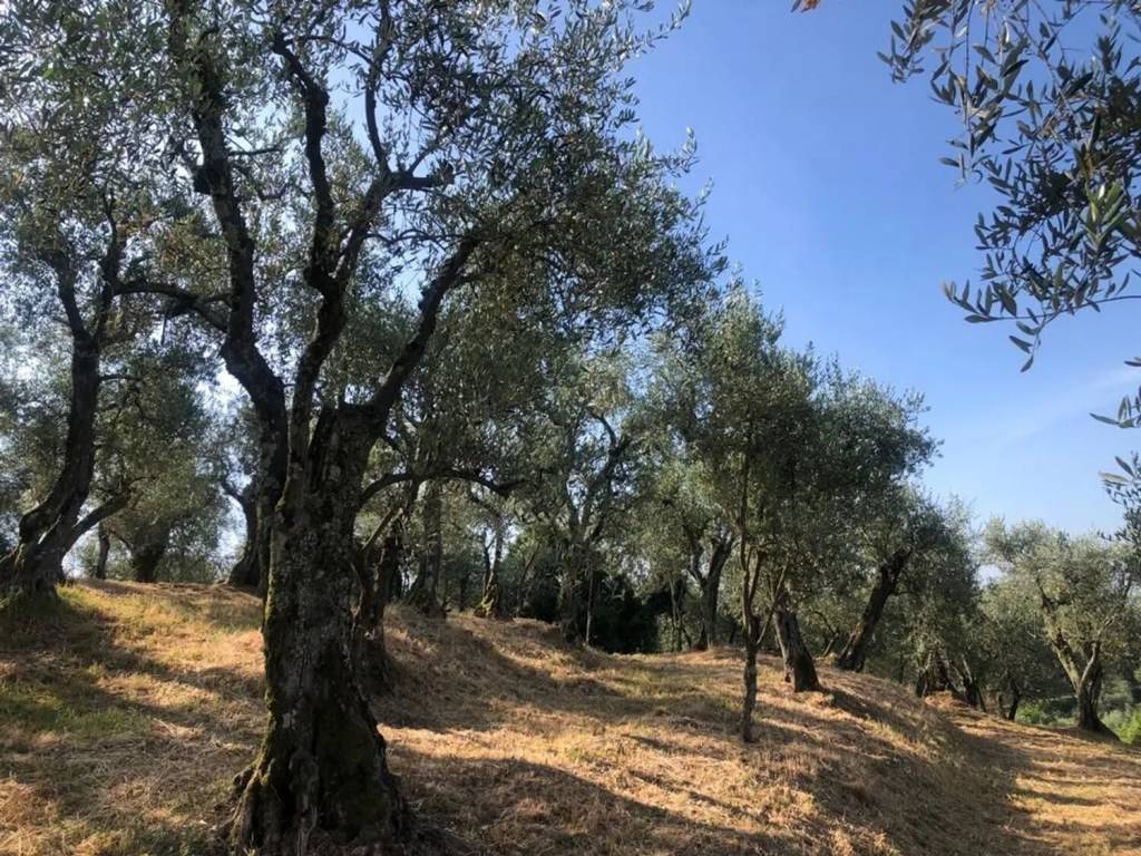 Terreno a Uzzano in Via Delle Pille No Number - Foto 2