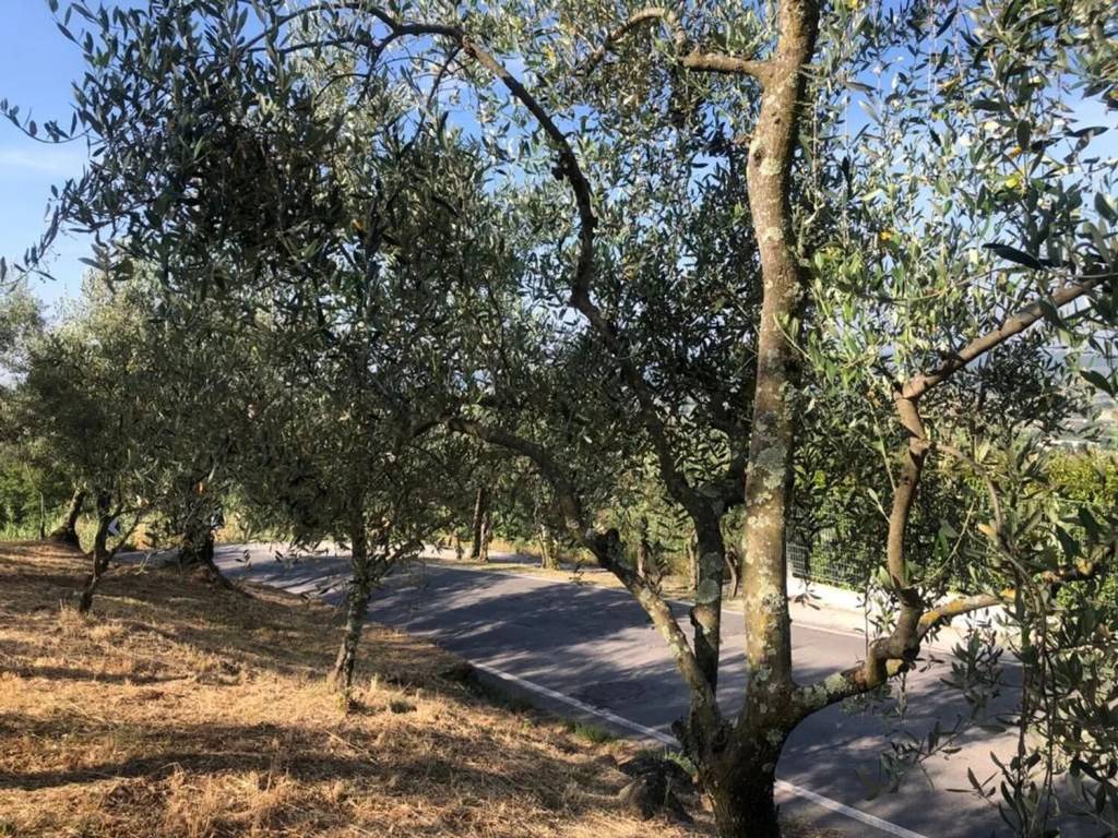 Terreno a Uzzano in Via Delle Pille No Number - Foto 5