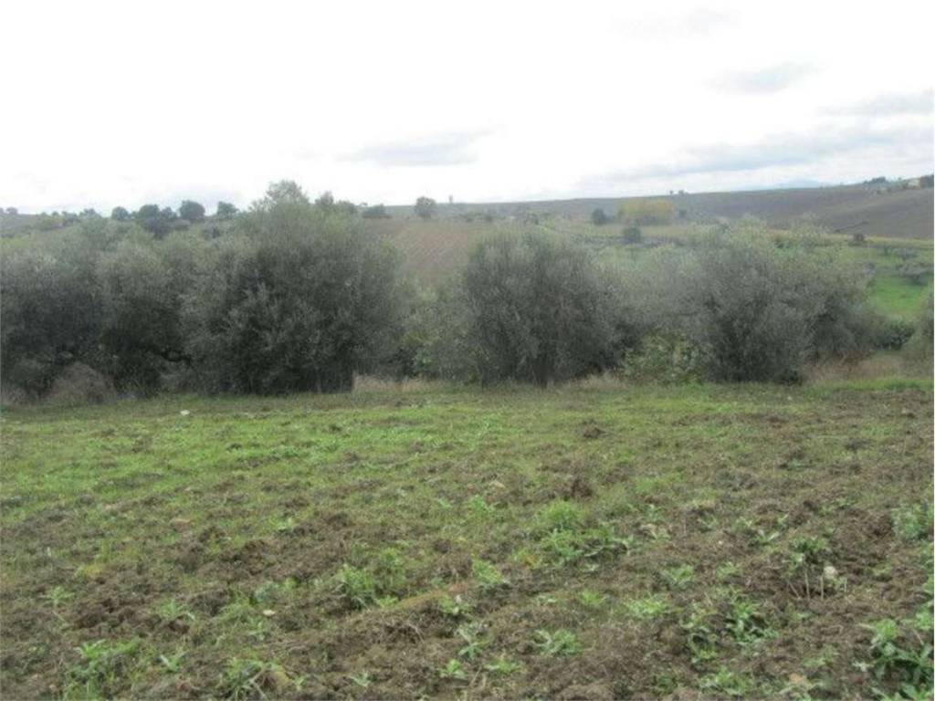 Terreno a Guglionesi in Macchia, 2 - Foto 2