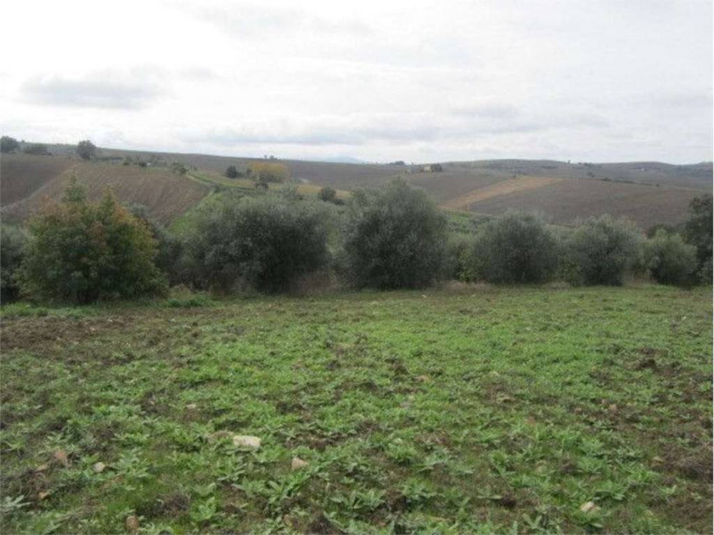 Terreno a Guglionesi in Macchia, 2 - Foto 4