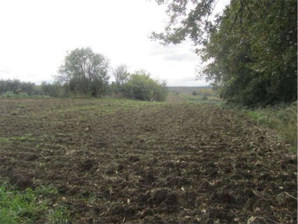 Terreno a Guglionesi in Macchia, 2 - Foto 5