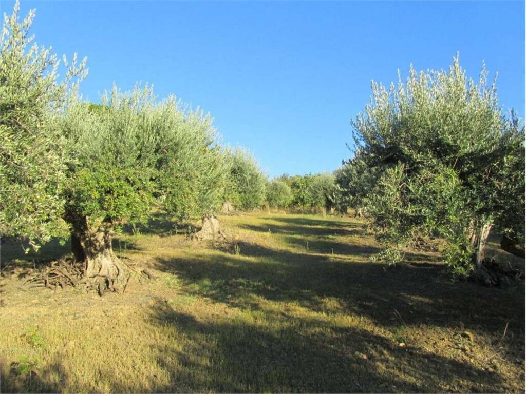 Terreno a Guglionesi in Monte Antico, 0 - Foto 4