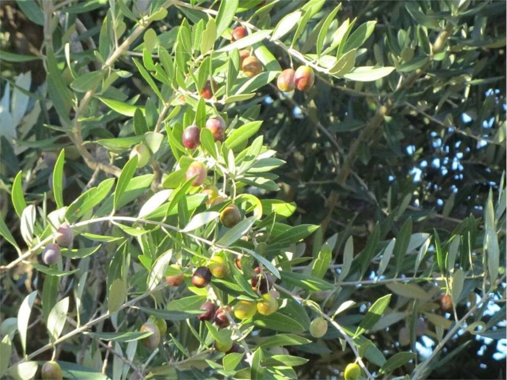 Terreno a Guglionesi in Monte Antico, 0 - Foto 5