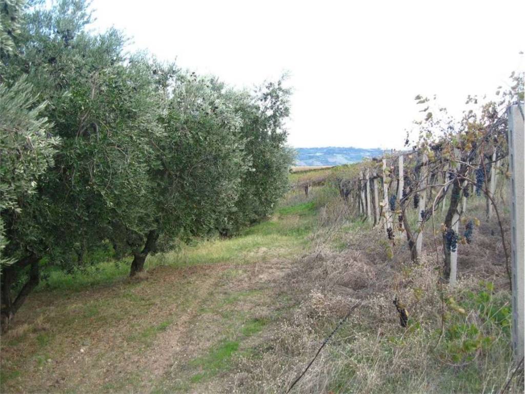 Terreno a Guglionesi in Castellana - Foto 2