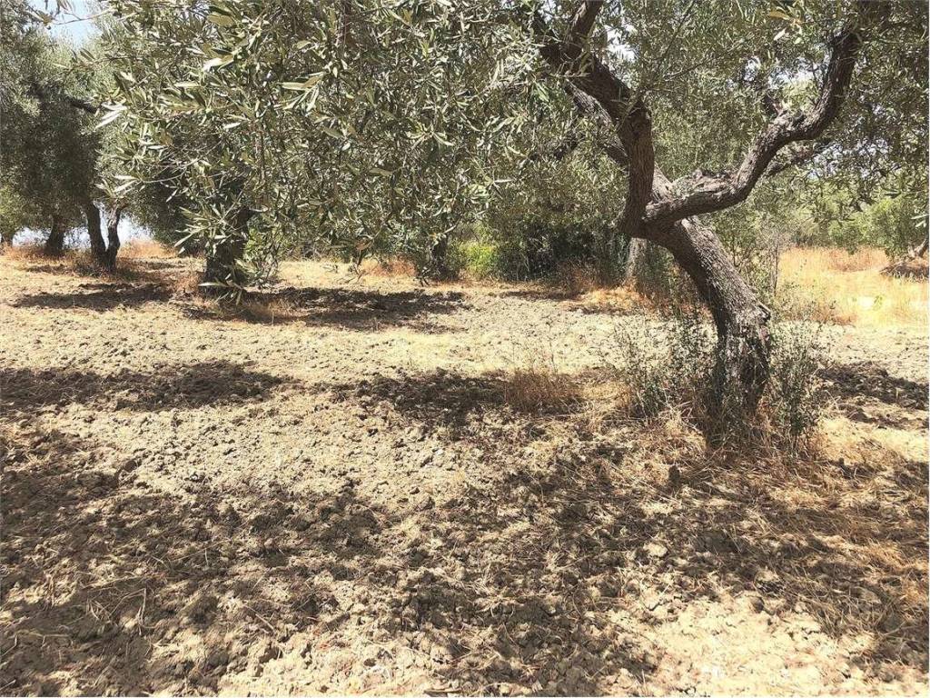 Terreno a Guglionesi - Foto 2