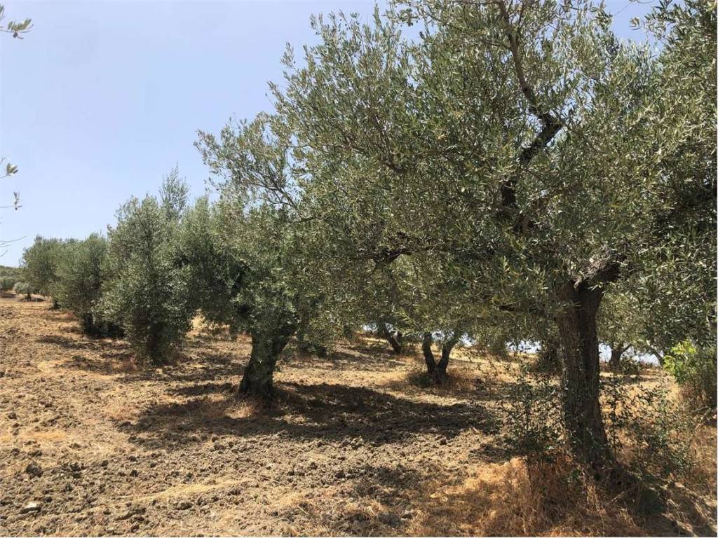 Terreno a Guglionesi - Foto 3