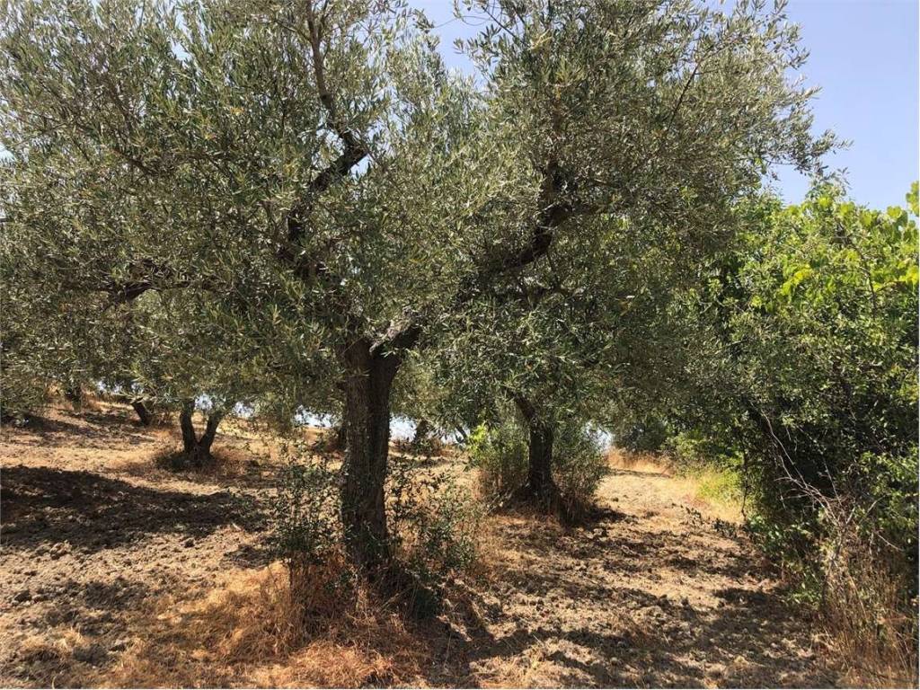 Terreno a Guglionesi - Foto 4