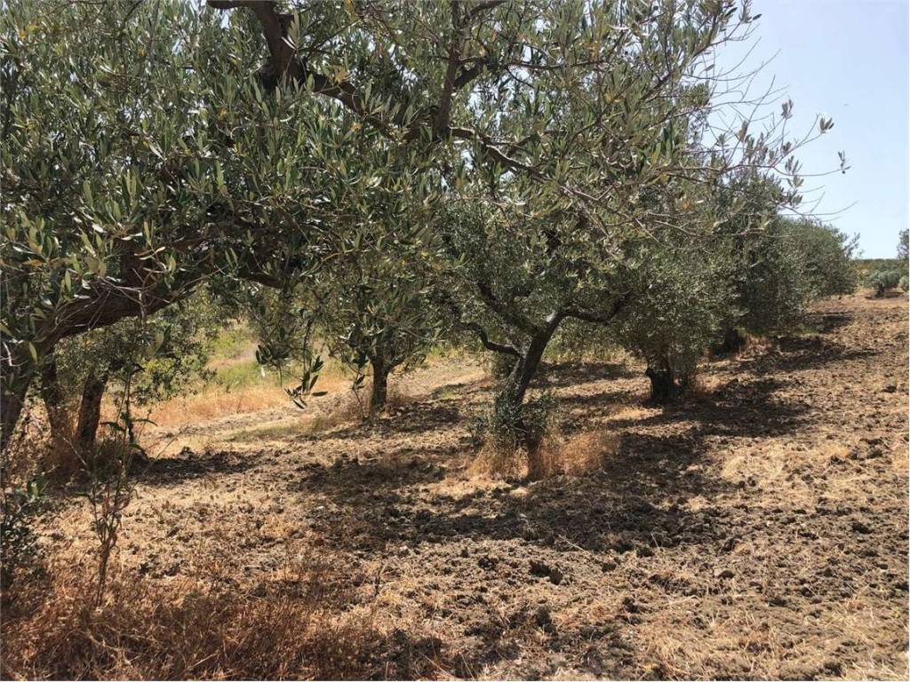 Terreno a Guglionesi - Foto 5