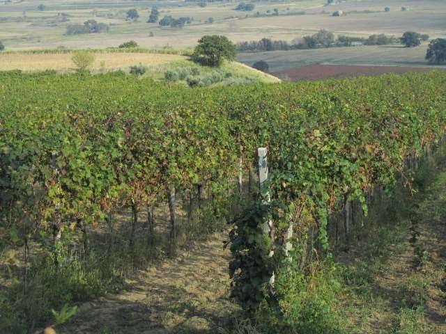 Terreno a Guglionesi in Contrada Pocavizio - Foto 2