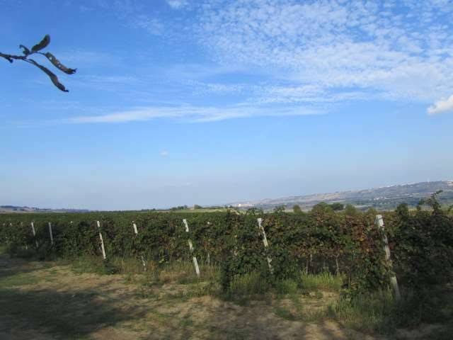 Terreno a Guglionesi in Contrada Pocavizio - Foto 3