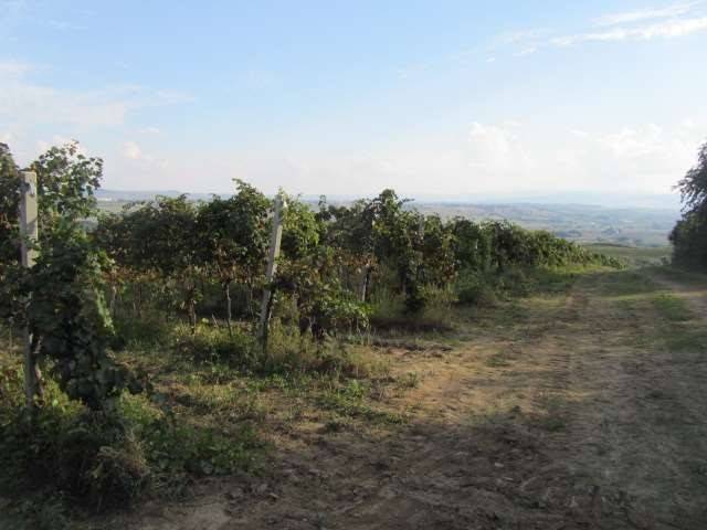 Terreno a Guglionesi in Contrada Pocavizio - Foto 4